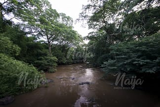 OSOGBO SACRED GROVE FOREST FLOWING RIVER