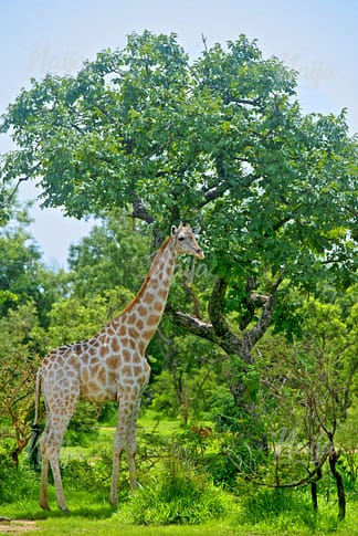GIRAFFE IN THE SUMU WILDLIFE PARK