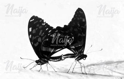 BUTTERFLIES MATING - TOGETHERNESS