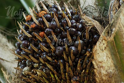 PALM KERNEL ON TREE