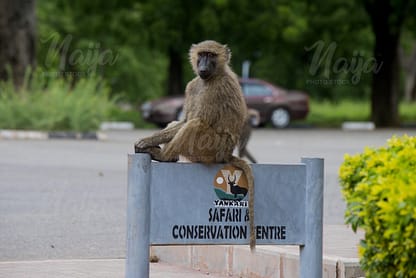 MONKEY SITTING ON THE YANKARI GAME RESERVE SIGN