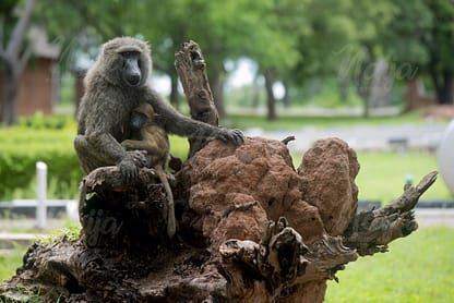 MONKEY AND OFFSPRING ON A LOG OF WOOD IN YANKARI GAME RESERVE