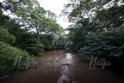 OSOGBO SACRED GROVE FOREST FLOWING RIVER