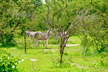 ZEBRAS IN THE SUMU, WILDLIFE PARK