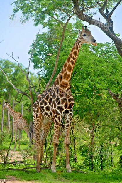 GIRAFFES IN THE SUMU WILDLIFE PARK