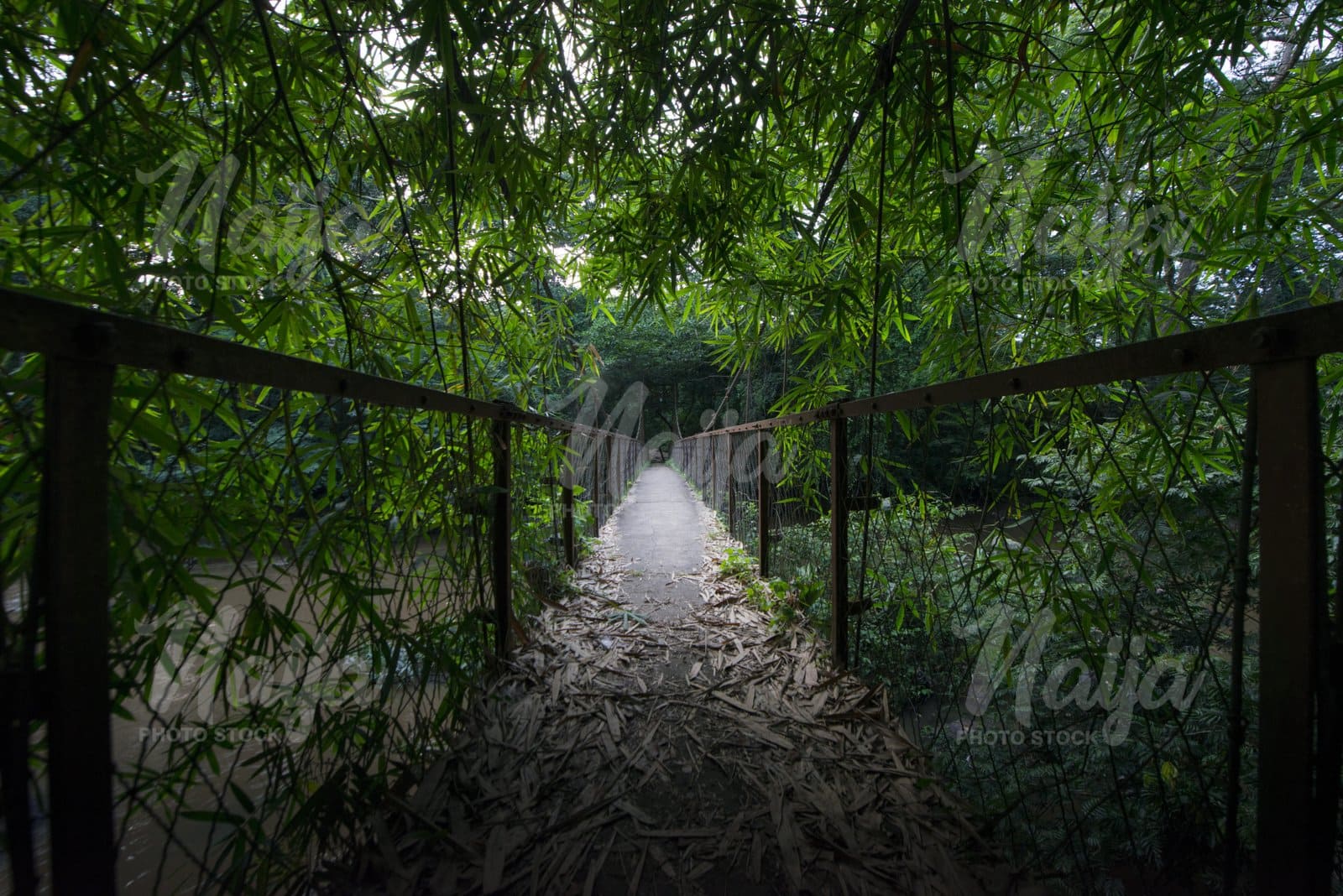 WIDE VIEW OF THE OSOGBO MYSTERY GROOVE BRIDGE