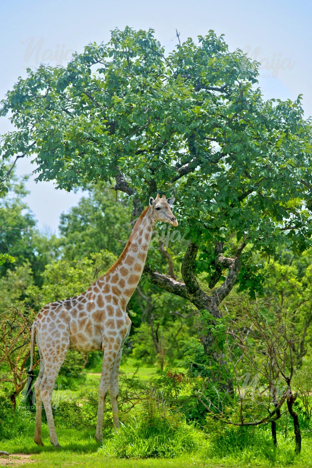 GIRAFFE IN THE SUMU WILDLIFE PARK