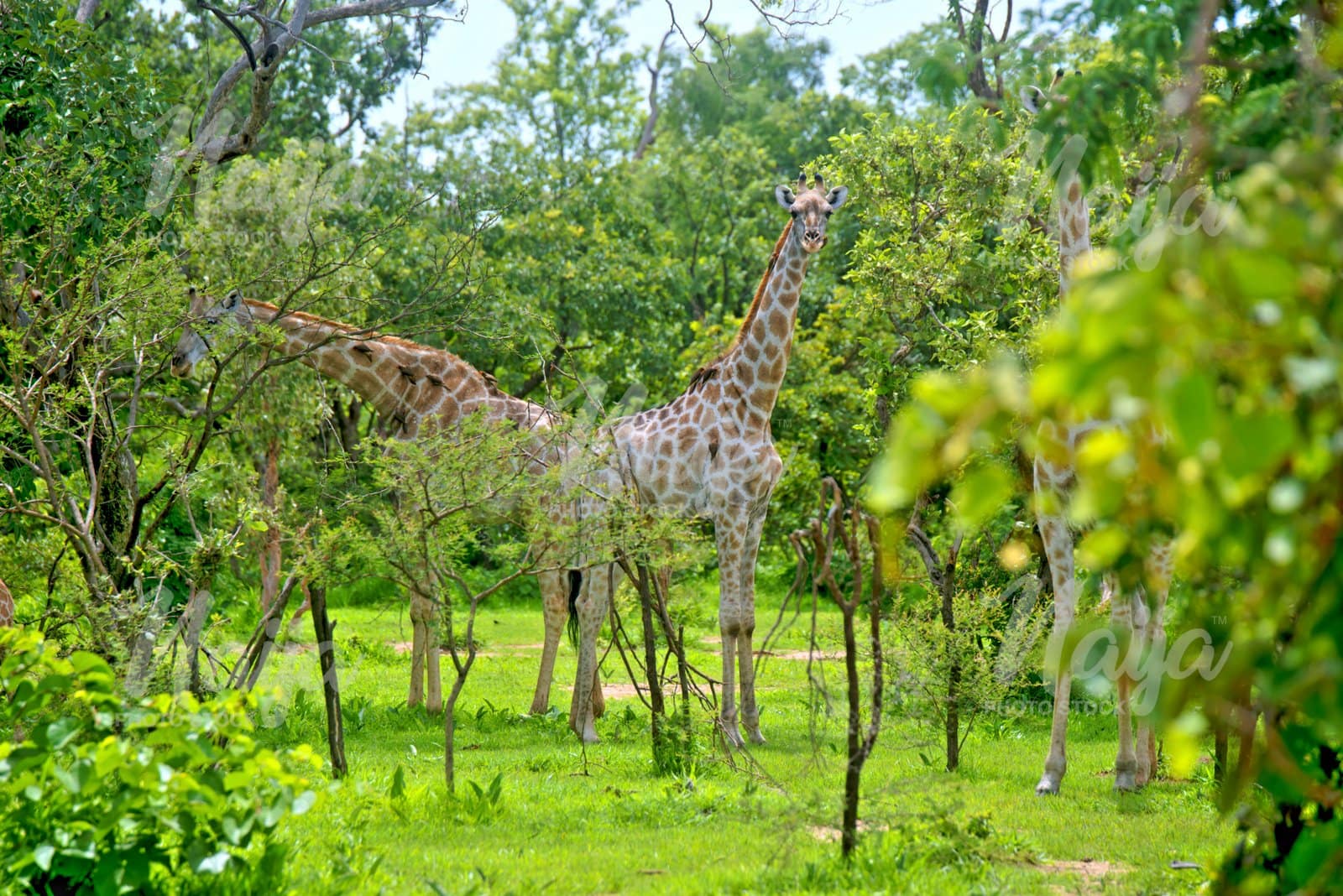GIRAFFES IN THE SUMU, WILDLIFE PARK