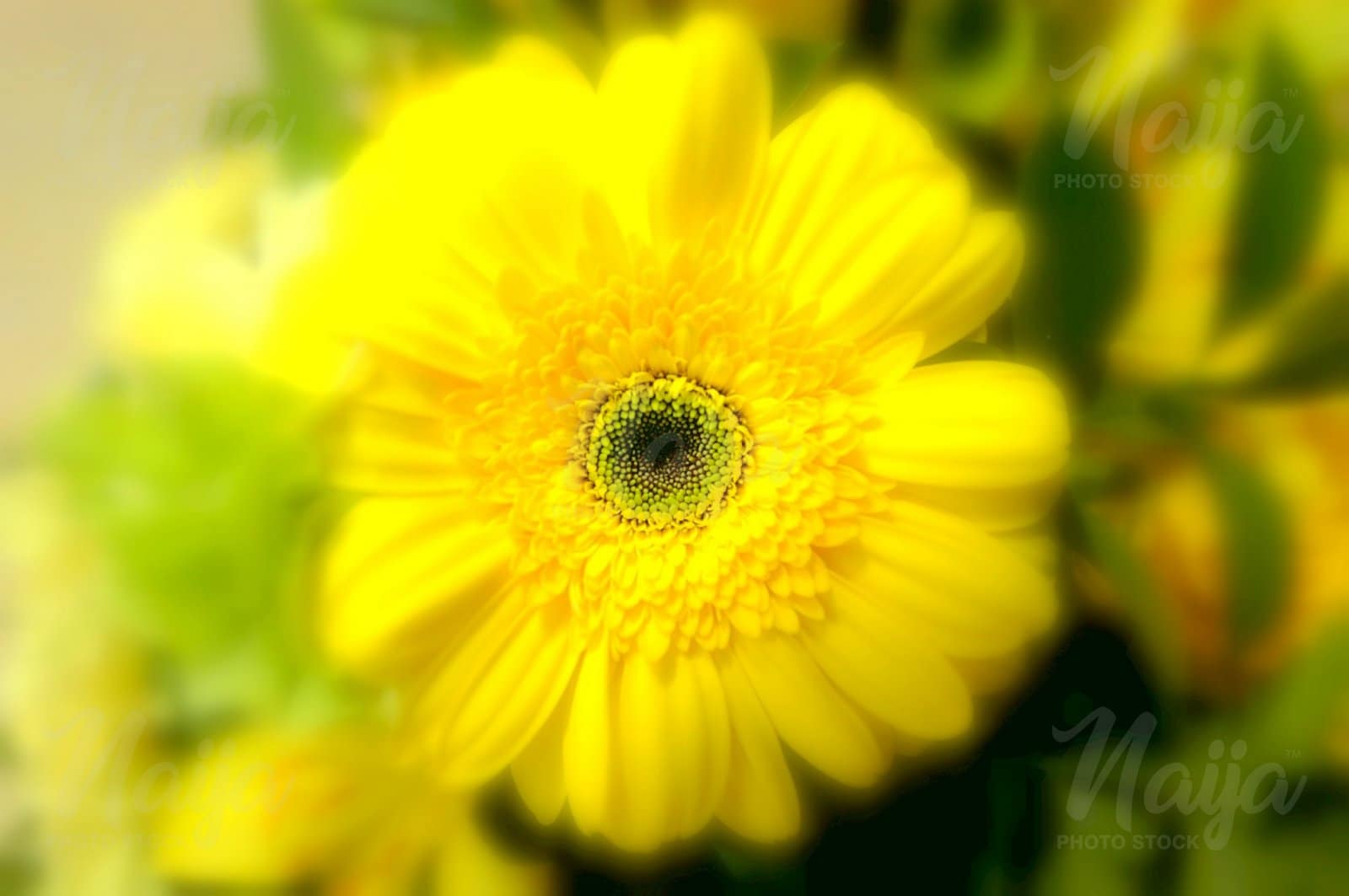 YELLOW DIGITAL ART FLOWER